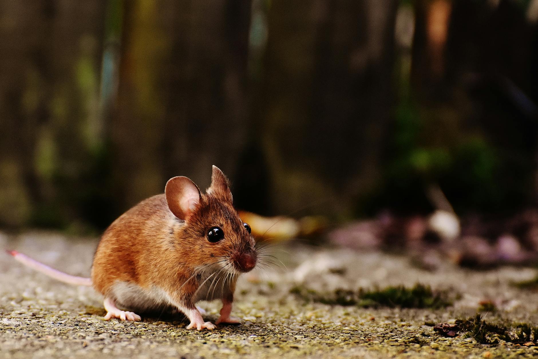 A close-up photograph of a rat on a floor of a flat. 
