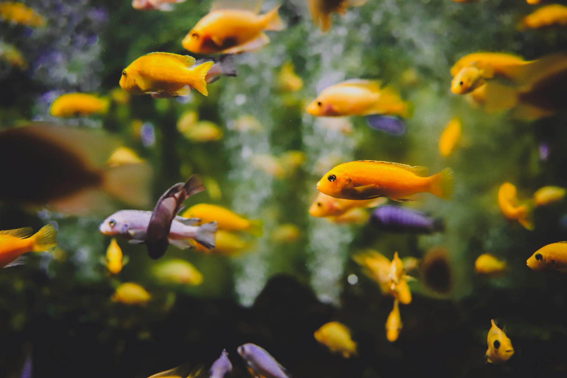 A close-up photograph of fishes in aquarium. 