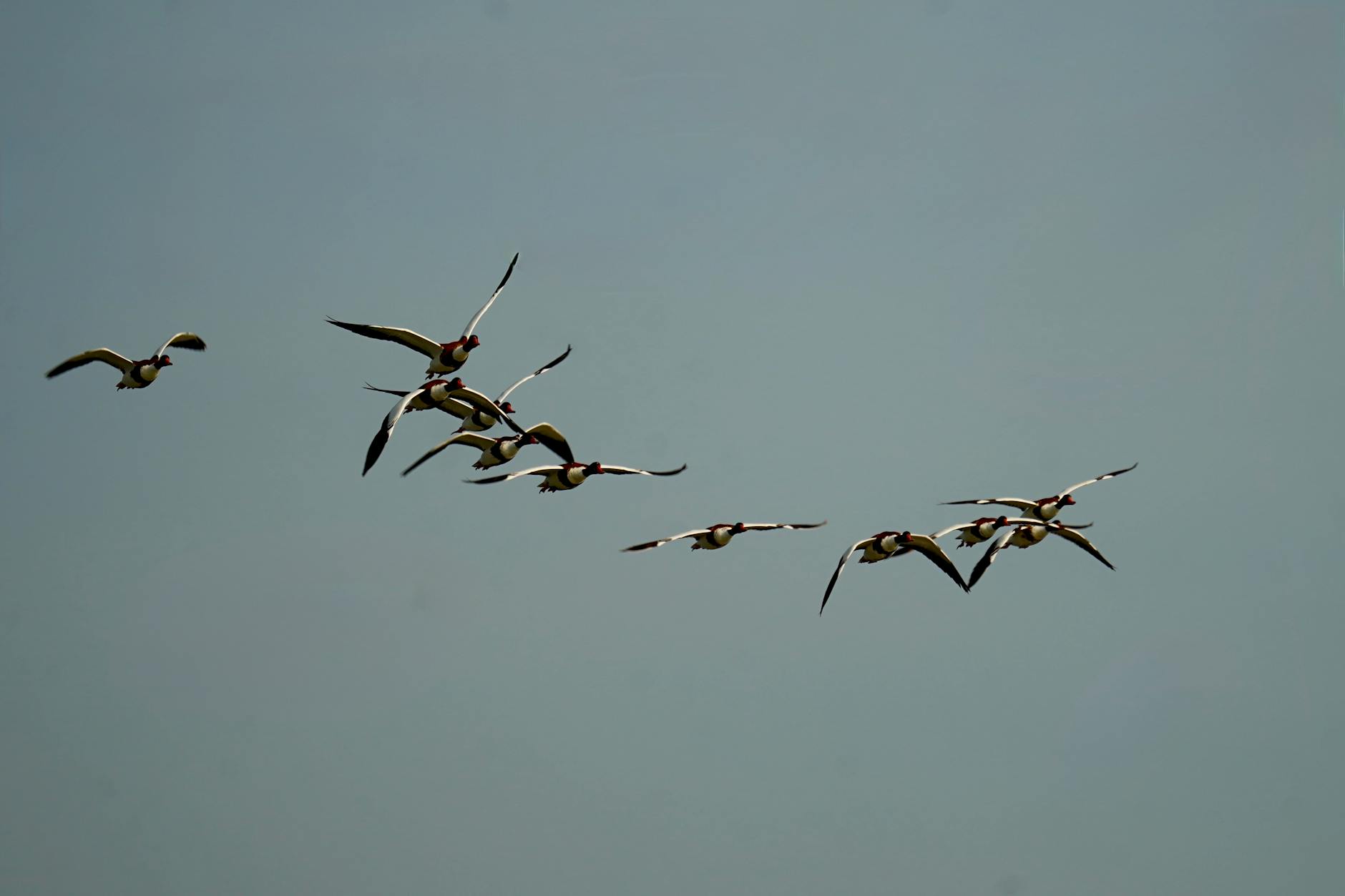 A photograph of birds gliding in the sky. 
