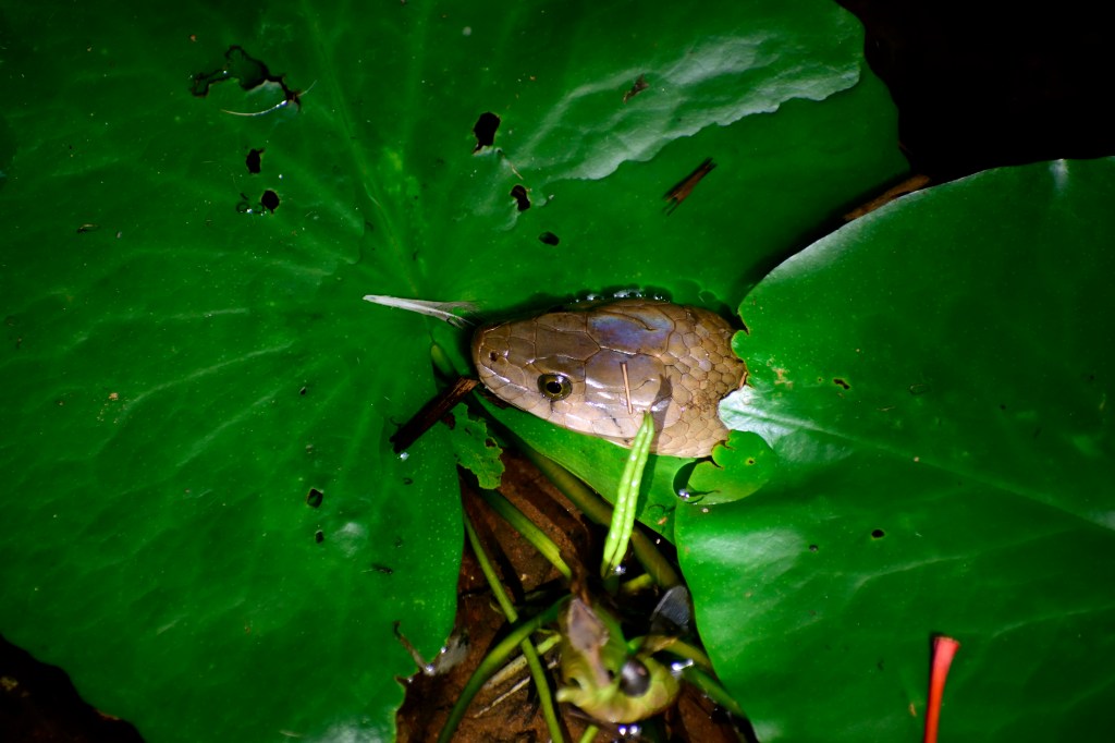 A rat snake between leaves. 