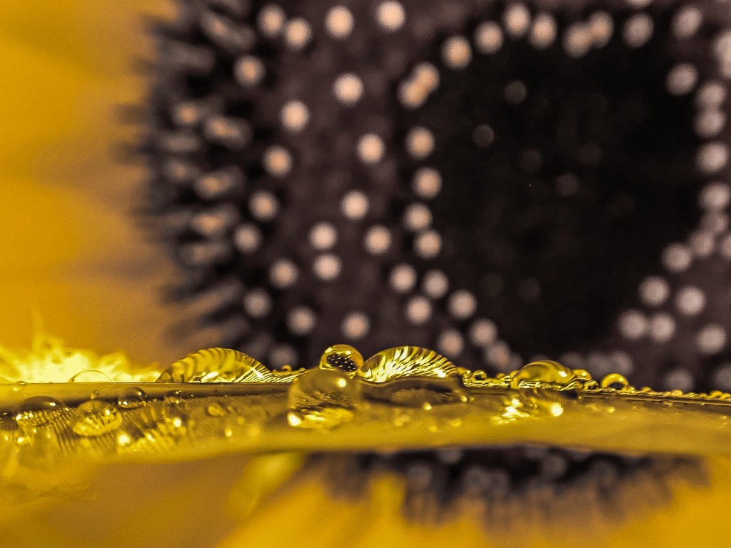 A macrophotograph of a sunflower center part with water droplets before it. 
