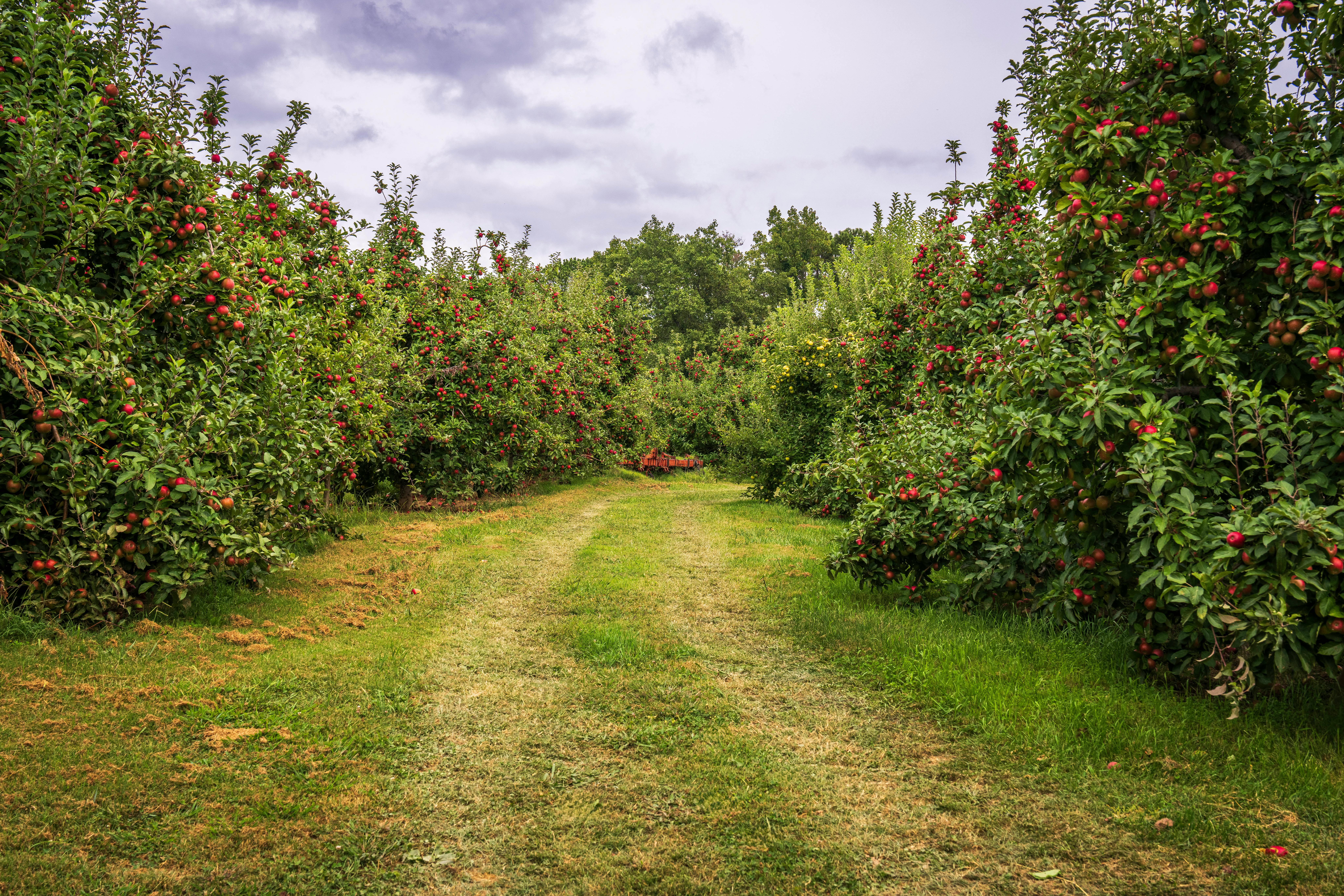 ‘My Aita’s Orchard’ by Ananya Mahapatra